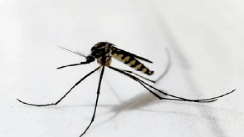 ২৪ ঘণ্টায় ডেঙ্গুতে আরও ৬ মৃত্যু, হাসপাতালে ভর্তি প্রায় ৫০০...