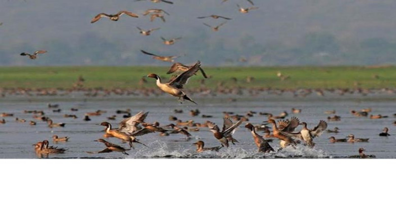 নিষেধাজ্ঞা উপেক্ষা করে থামছেই না অতিথি পাখি শিকার