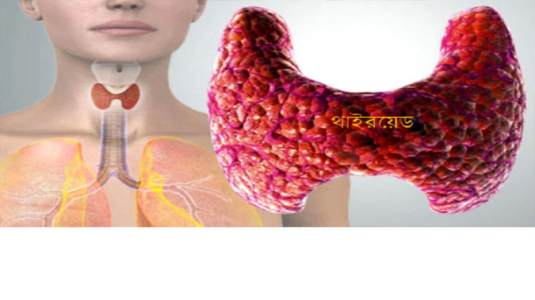 থাইরয়েড রোগ: উপসর্গ, কারণ ও নিয়ন্ত্রণে করণীয়...