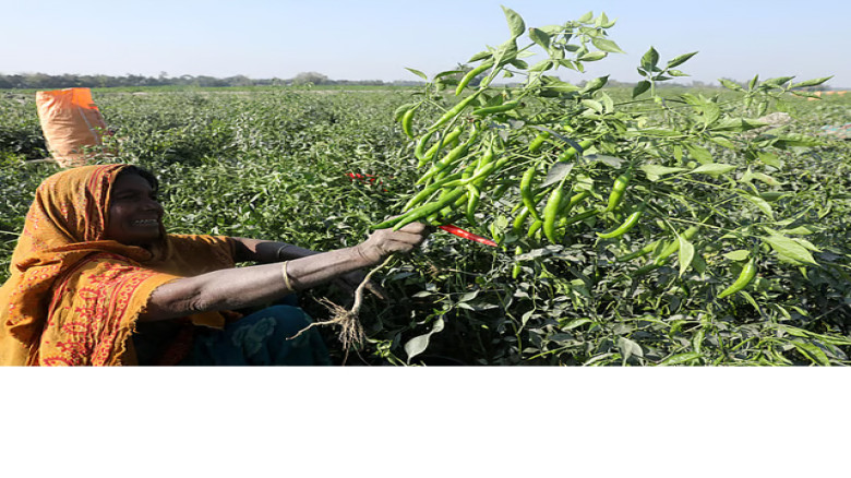 যমুনার চরে মরিচের রঙে সাজছে চরাঞ্চল