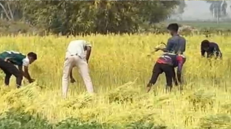 কালাইয়ে কৃষকের সরিষা ক্ষেত কাটার অভিযোগ জেলা যুবদল নেতার বির