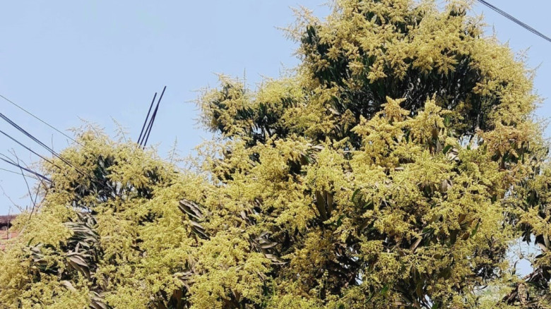 পলাশবাড়ীতে আমের মুকুলে ভরে উঠেছে গাছগাছালি