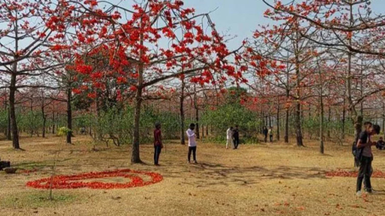 লাল শিমুলে রাঙা সুনামগঞ্জ, পর্যটকের ঢল