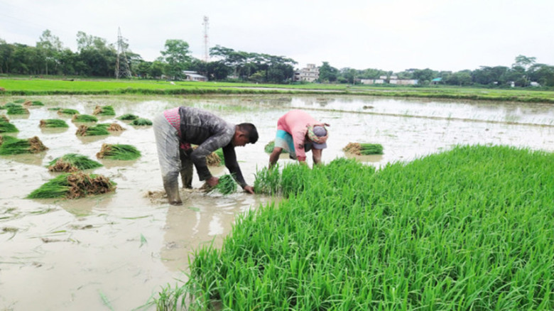 কাগজে মজুত, মাঠে সংকট -সরকারি দামে মিলছে না সার, চাপে কৃষক