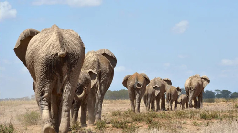 ২০১৬ সালের পর হাতির নির্ভরযোগ্য তথ্য নেই