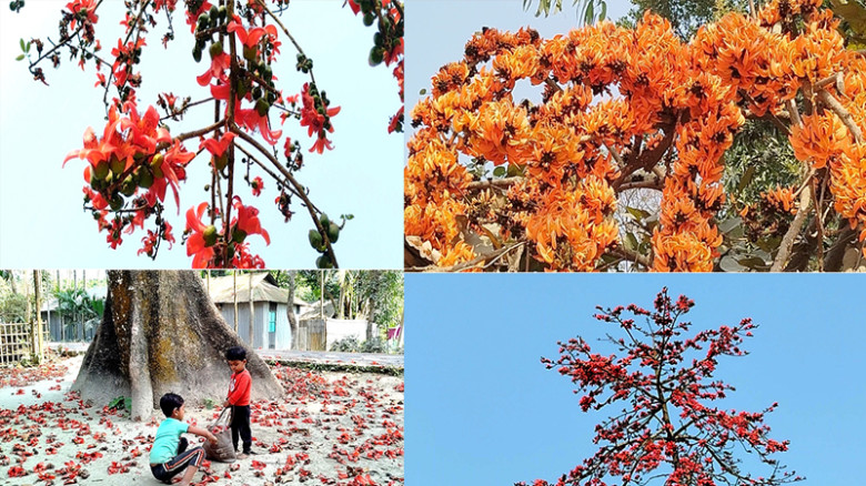 শিমুল–পলাশের রঙে ফাগুয়া উদ্‌যাপন