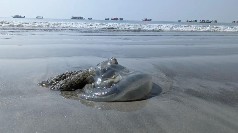 কুয়াকাটা সৈকতে মৃত জেলিফিশের স্তূপ, মাছ ধরতে হিমশিম খাচ্ছেন 