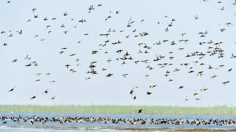 হাকালুকি হাওরে বেড়েছে জলচর পাখির সংখ্যা