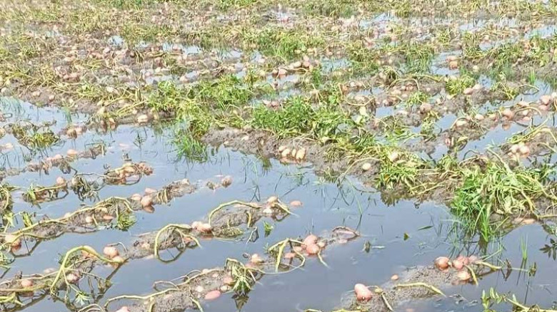 আকস্মিক বৃষ্টিতে তলিয়ে গেল আলুর ক্ষেত, দুশ্চিন্তায় কৃষক