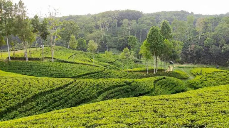 মৌলভীবাজারে পর্যটন মৌসুম শুরু, রিসোর্টে চাপ