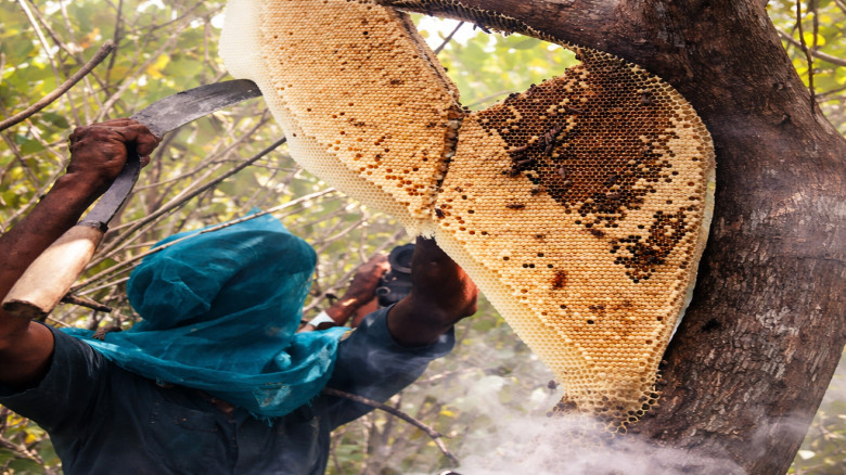 মৌসুমের আগেই মধু কাটায় ক্ষতিগ্রস্ত সুন্দরবন