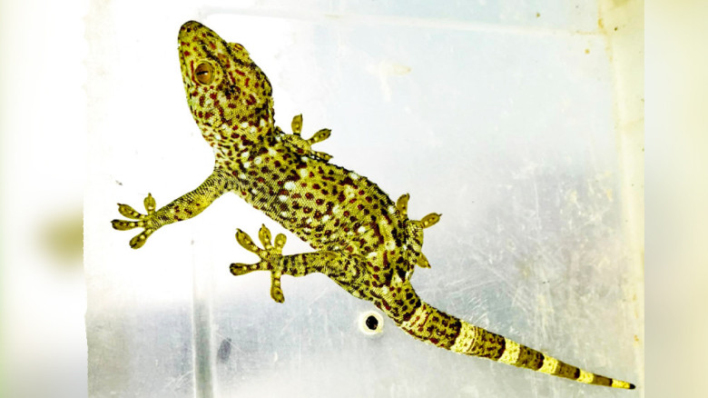 শ্রীমঙ্গলে গুড়ের দোকান থেকে তক্ষক উদ্ধার