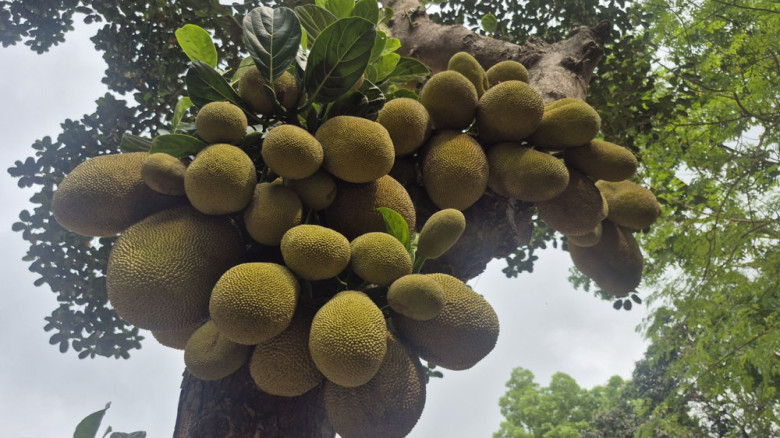 তিন কাণ্ডে ফলের উৎসব, অর্ধশত কাঁঠালের বিস্ময়