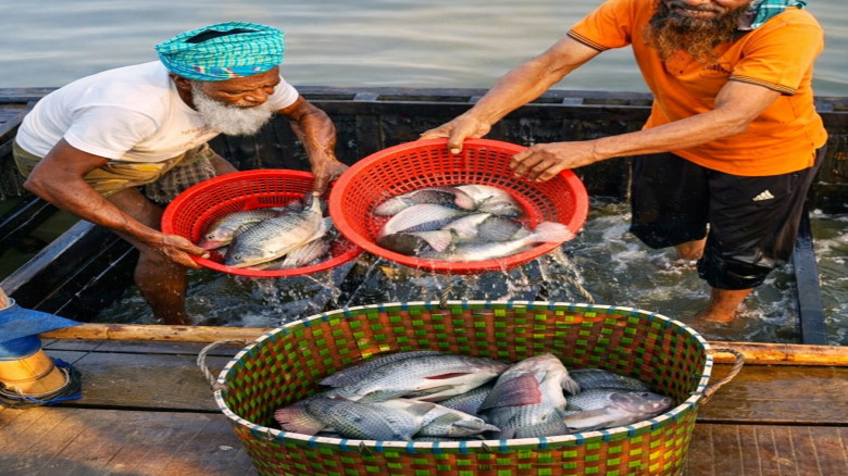 জলাবদ্ধ জমিতে সাফল্যের গল্প: দাউদকান্দির মাছ চাষে বিপ্লব