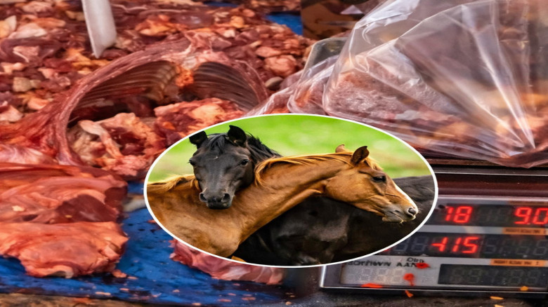 গজারিয়ায় ঘোড়ার মাংস বিক্রি, অভিযানে গ্রেপ্তার ৫