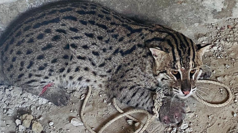চট্টগ্রামে মুরগির ঘরে ঢুকে পড়া মেছো বাঘ উদ্ধার