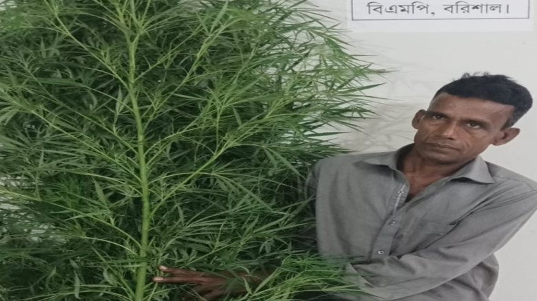 নিজ বাড়ির আঙিনায় গাঁজা চাষ, গ্রেপ্তার জামাল বেপারী