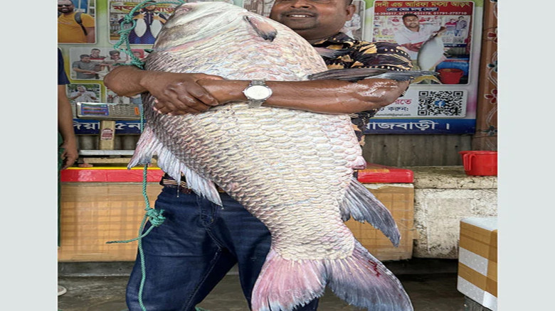 পদ্মার কাতলেই বাজিমাত, এক মাছ বিক্রি প্রায় ৫০ হাজারে