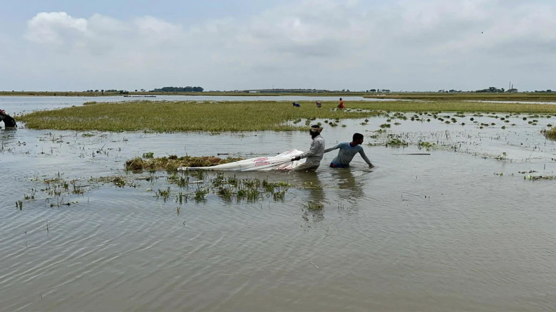 হাওরে ধান কাটতে গিয়ে গৃহবধূর মৃত্যু, পরিবারে শোকের ছায়া
