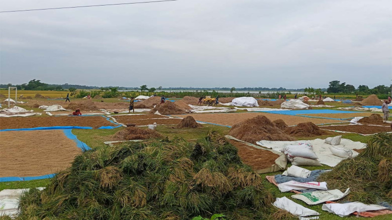 ৬ জেলায় বোরো ধান-চাল কেনা শুরু রবিবার থেকে