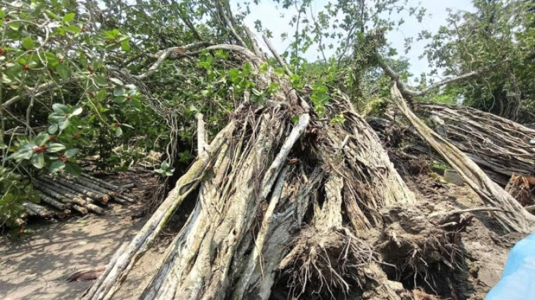 বৈশাখী ঝড়ে উপড়ে গেল মধুসূদনের ‘বটবৃক্ষ’ কবিতার সেই ঐতিহাসিক 