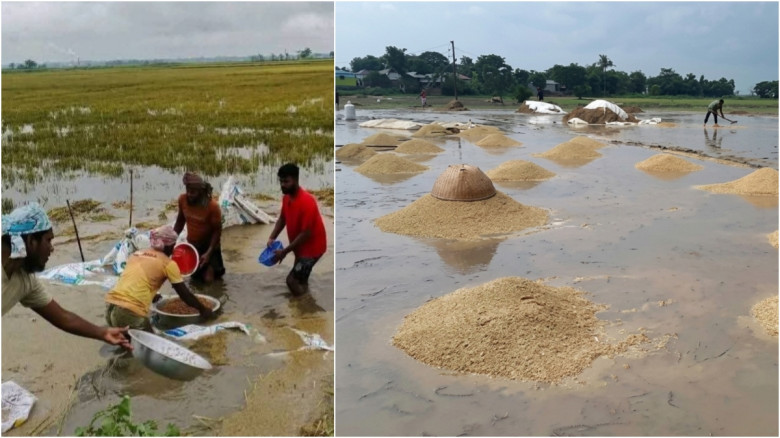 হাকালুকি হাওরে ডুবে যাচ্ছে বোরো ধান, বিপাকে হাজারো কৃষক