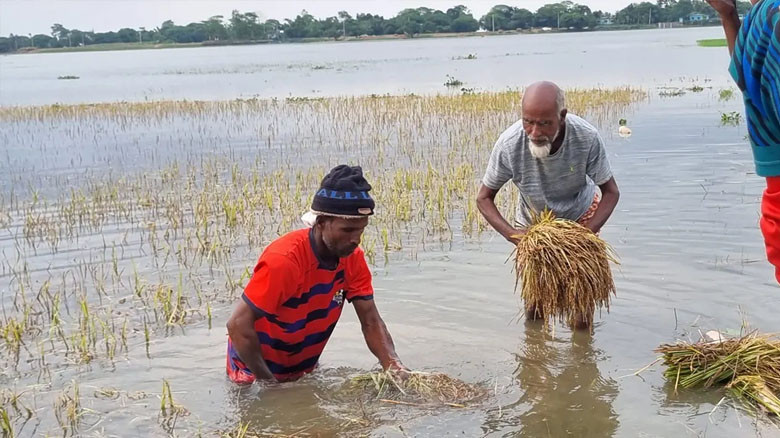 বানের পানিতে ভাসছে হাকালুকি হাওর, কৃষকের চোখে জল আর হতাশা