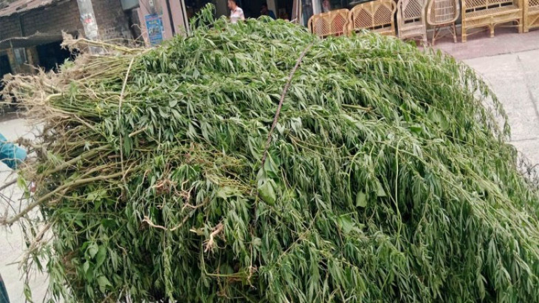 চাঁপাইনবাবগঞ্জে মাদকবিরোধী অভিযানে ৫,২৬০টি ভাং গাছ উদ্ধার