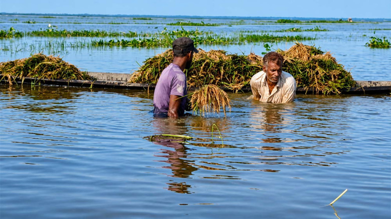 মৌলভীবাজারে বৃষ্টিতে ডুবেছে বোরো ধান, কৃষকের ক্ষতি কোটি টাকা