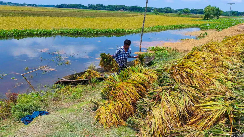 টানা বৃষ্টিতে নেত্রকোনার হাওড়ে ধান তলিয়ে ব্যাপক ক্ষতি