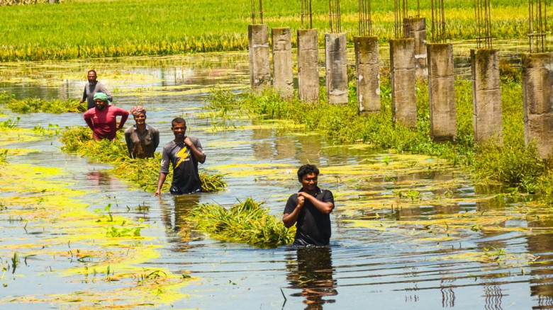 কোমরপানিতে দাঁড়িয়ে ধান কাটছেন গঙ্গাচড়ার কৃষকরা