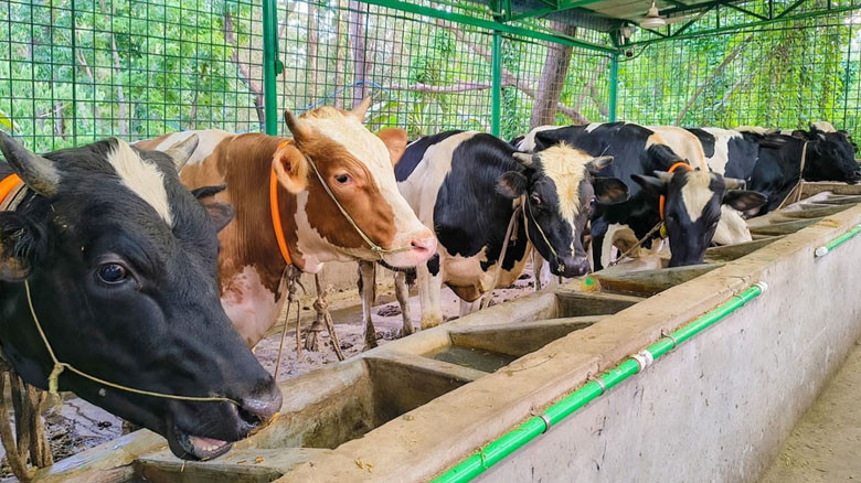 চাহিদার চেয়ে বেশি কোরবানির পশু, প্রস্তুত ৬০ হাজার গবাদি পশু