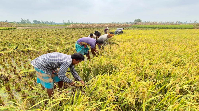 বগুড়ায় বোরো ধানে সোনালি ঝিলিক, বাম্পার ফলনে কৃষকের মুখে হাসি