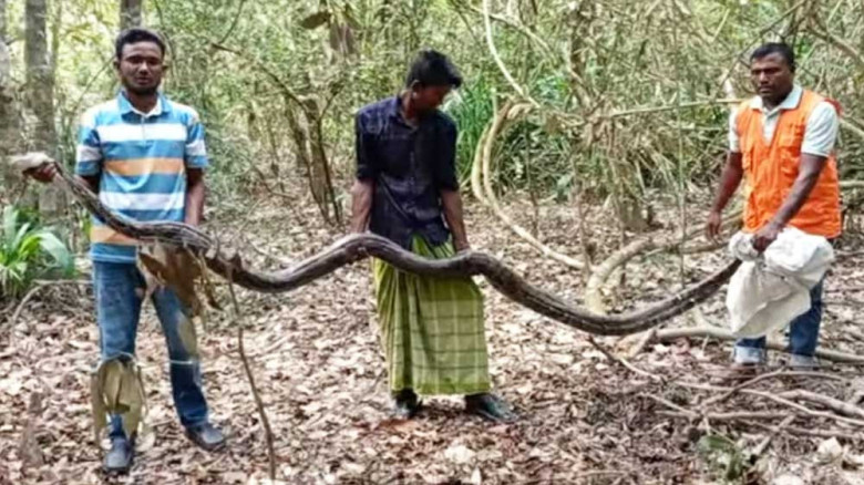ধানক্ষেতে মিলল ১৫ ফুট লম্বা অজগর, সুন্দরবনে অবমুক্ত
