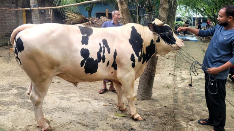 ২৪ মণ ওজনের ‘মিস্টার বিন’ গরু ঘিরে বগুড়ার হাটে তুমুল আলোচনা