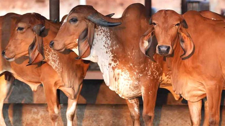 দেশীয় পশুতেই কোরবানির শতভাগ প্রস্তুতি, সীমান্তে নজরদারি জোরদ