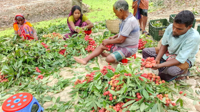 লিচু চাষে সমৃদ্ধ তারাবুনিয়া, বাজারে যাচ্ছে দেশের নানা প্রান্