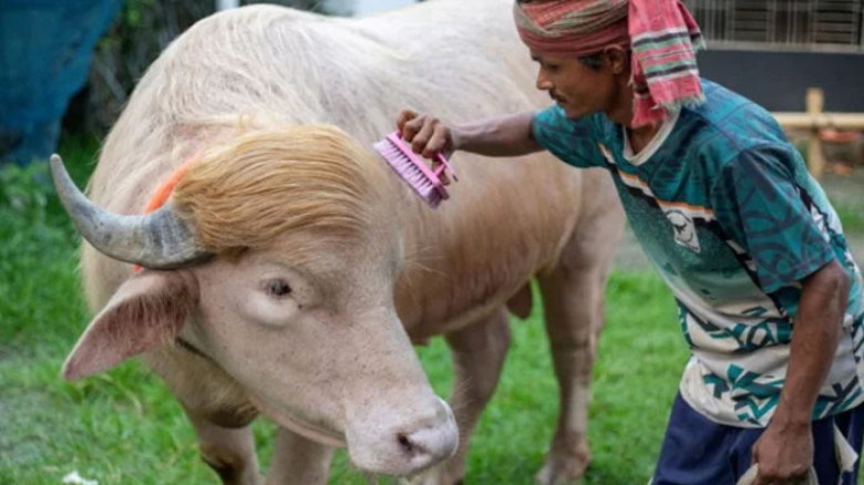 ‘ডোনাল্ড ট্রাম্প’ এখন চিড়িয়াখানায়, ভাইরাল মহিষে নতুন চমক