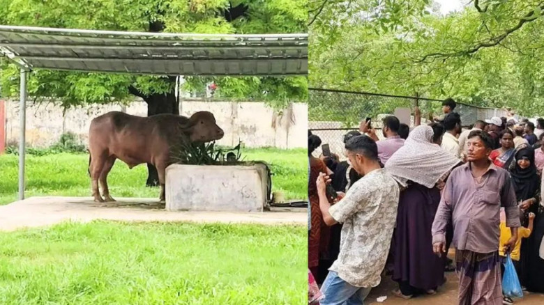 ‘ডোনাল্ড ট্রাম্প’কে দেখতে চিড়িয়াখানায় দর্শনার্থীদের ভিড়