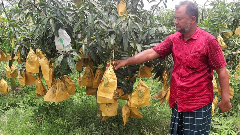 ফ্রুট ব্যাগ স্বল্পতায় দাম দ্বিগুন, নওগাঁর আম চাষীরা বঞ্চিত হ