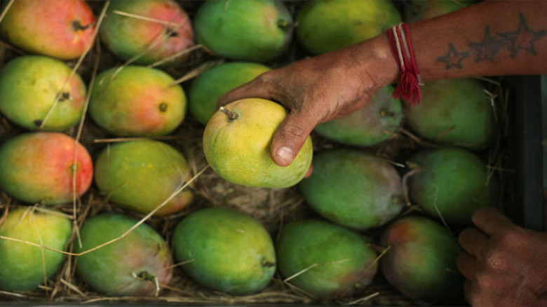 জাপানের পর নেপালও বন্ধ করল ভারতীয় আম আমদানি