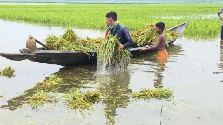 সুনামগঞ্জে কৃষকের শেষ ভরসা নৌকাও চুরি, অনিশ্চয়তায় সংসার