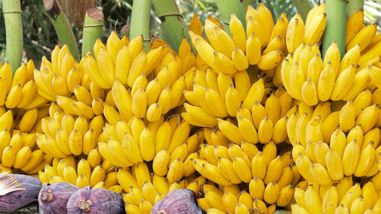 ৪৫ দিন কলা খেলে কী ঘটে শরীরে?