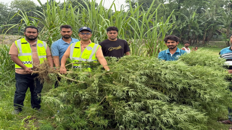 কুড়িগ্রামের ভূরুঙ্গামারীতে মরিচ ক্ষেতে গাঁজার চাষ, ১০ ফুট উচ