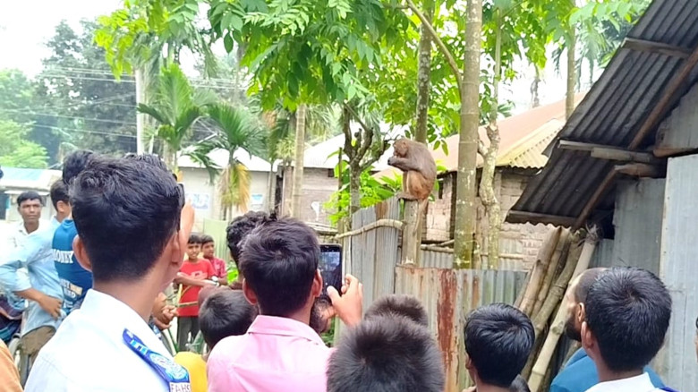 ফুলবাড়ীতে হঠাৎ বানরের দেখা, শিক্ষার্থীসহ উৎসুক জনতার ভিড়