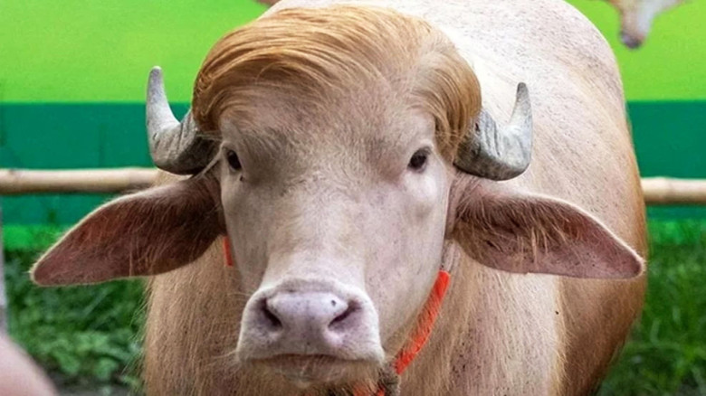 চিড়িয়াখানা থেকে সরিয়ে সাদা মহিষ ‘ডোনাল্ড ট্রাম্প’ এখন বিএলআর