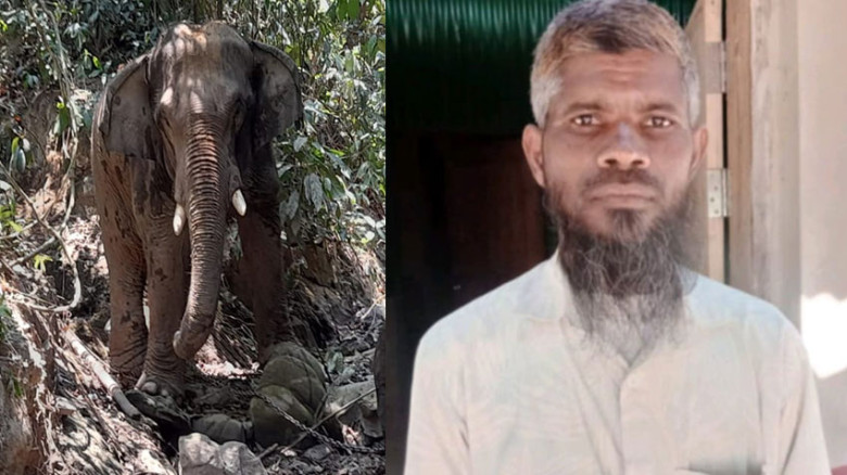 বকশীগঞ্জে বন্যহাতির আক্রমণে কাঠশ্রমিকের মৃত্যু
