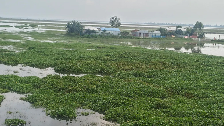 তিস্তার পানি কমলেও কচুরিপানায় ভরে গেছে ফসলি জমি