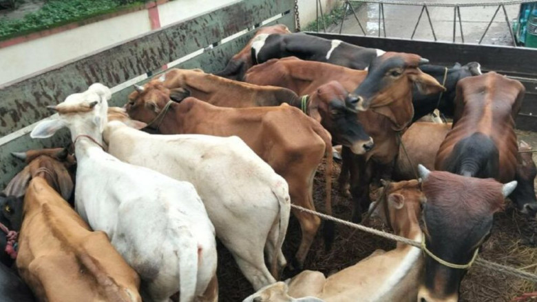 ৯৯৯-এ ফোন, ডাকাতদের ফেলে যাওয়া ৩১ গরুসহ ট্রাক উদ্ধার