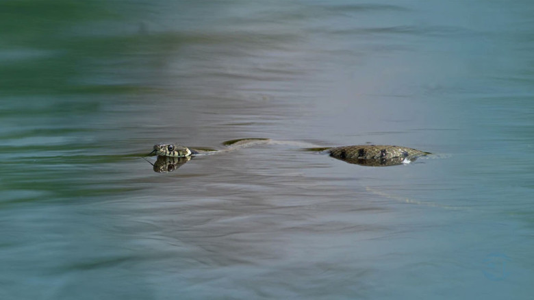 চট্টগ্রামে সাপের কামড়ে আহত অন্তত ৭৫ জন